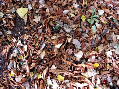 Sonbahar yapraklarının zemindeki arkaplanı.