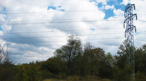 Laub Von Bäumen Wald — Stockfoto