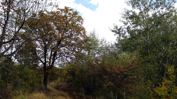 Herbstwälder Und Landschaften — Stockfoto