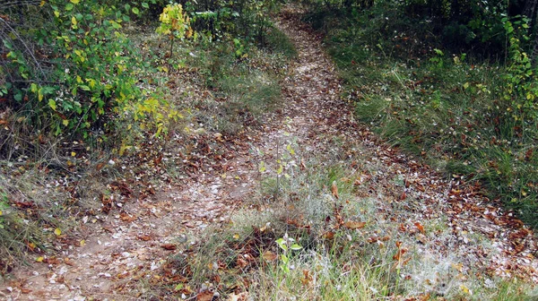 Hintergrund Der Herbstblätter Boden — Stockfoto