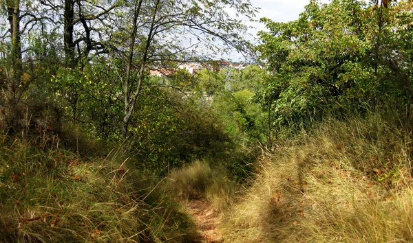 Sonbahar yapraklarının zemindeki arkaplanı.