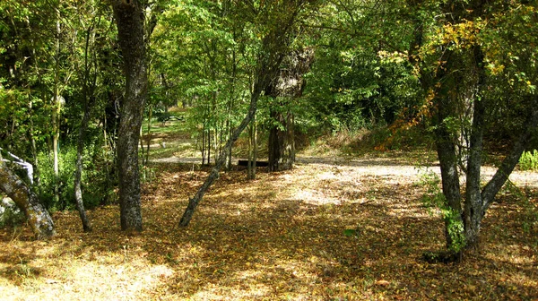 秋天的森林和景观 — 图库照片