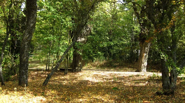 Herbstwälder Und Landschaften — Stockfoto