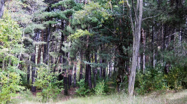 Herfstbossen Landschappen — Stockfoto