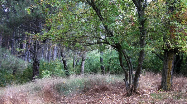 Herbstwälder Und Landschaften — Stockfoto