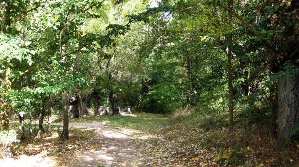 Bosques Paisajes Otoñales —  Fotos de Stock