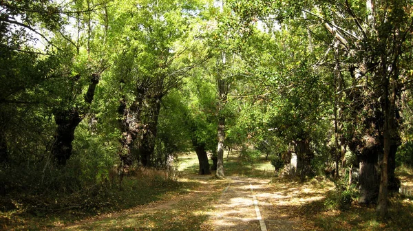 Höstskogar Och Landskap — Stockfoto