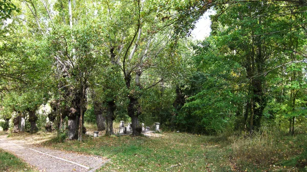 Forêts Paysages Automne — Photo