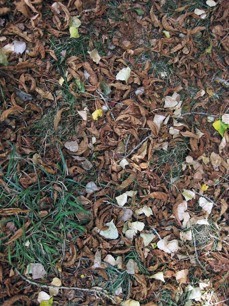 Fondo Hojas Otoño Suelo —  Fotos de Stock