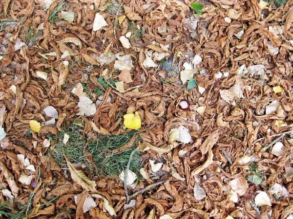 地面上秋天树叶的背景 — 图库照片