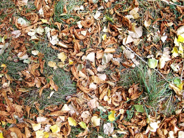 地面上秋天树叶的背景 — 图库照片