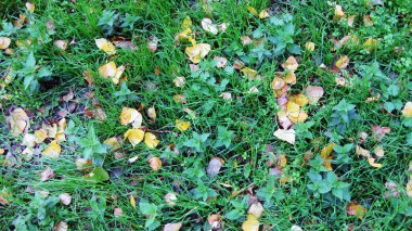 Yeşil çimen ve yapraklar arka plan.