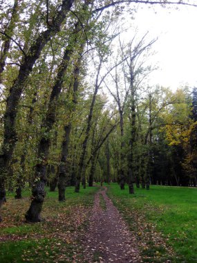 Yolları olan sonbahar ormanı.