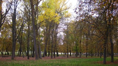 Yolları olan sonbahar ormanı.