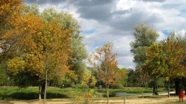 Höstskogar Och Landskap — Stockfoto