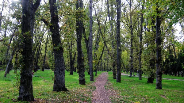 Bosques Otoñales Con Senderos — Foto de Stock