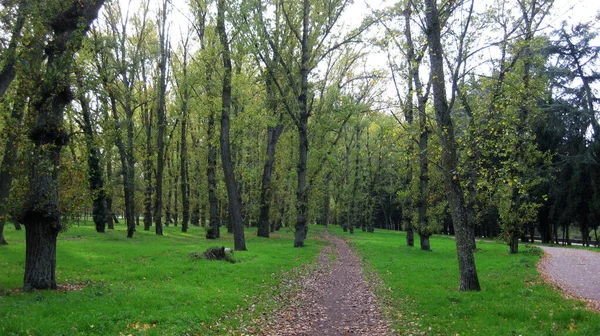 Autumn Woods Paths — Stock Photo, Image
