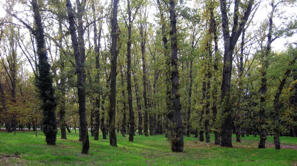 Bosques Otoñales Con Senderos —  Fotos de Stock