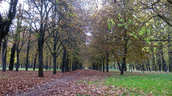 Bosques Otoñales Con Senderos — Foto de Stock