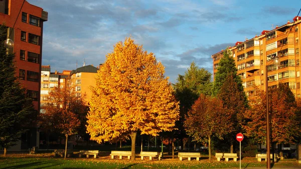 Parco Autunno Durante Tramonto — Foto Stock