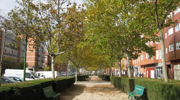 Herfst Wandelingen Een Park — Stockfoto