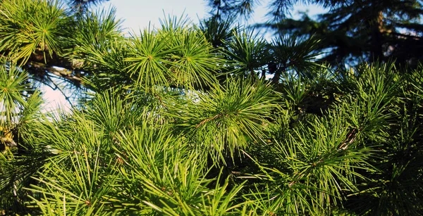 Ramos Pinho Verde Como Pano Fundo — Fotografia de Stock