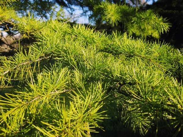 Branches Pin Vert Comme Fond — Photo