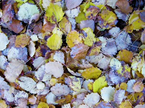 Autumn Dry Leaves Background — Stock Photo, Image