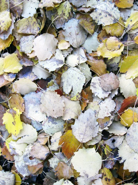 Podzimní Suché Listy Pozadí — Stock fotografie