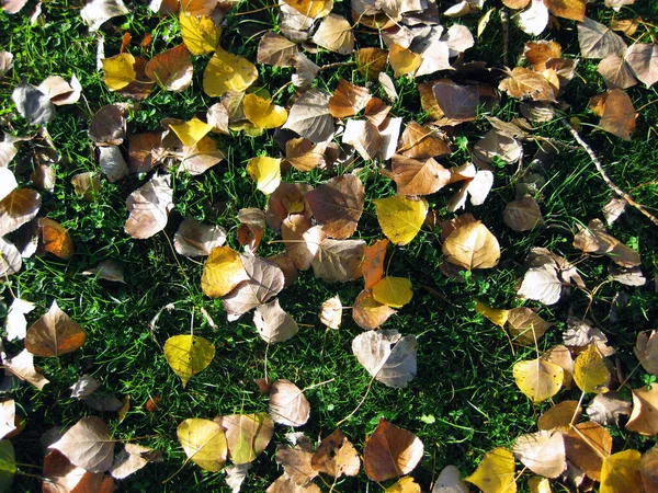 Autumn Dry Leaves Background — Stock Photo, Image