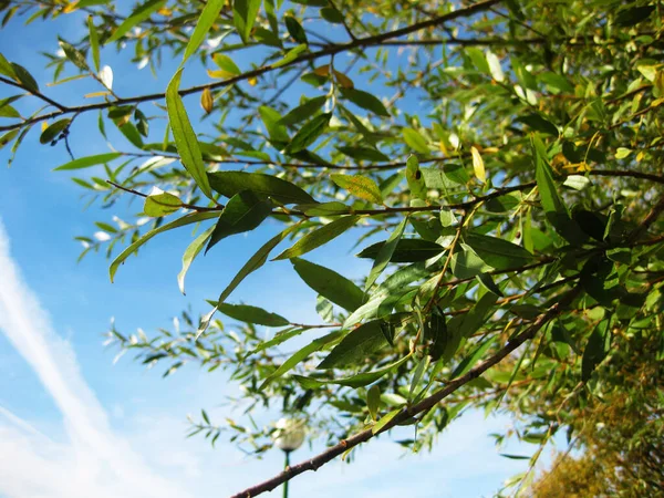 Ramas Árbol Con Brotes Verdes — Foto de Stock