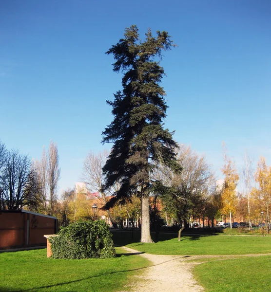 Florestas Jardins Outono — Fotografia de Stock