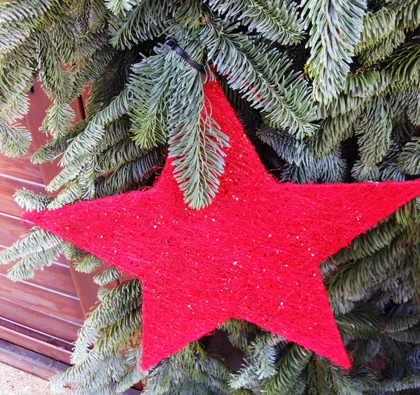 Roter Weihnachtsstern Einer Kiefer — Stockfoto