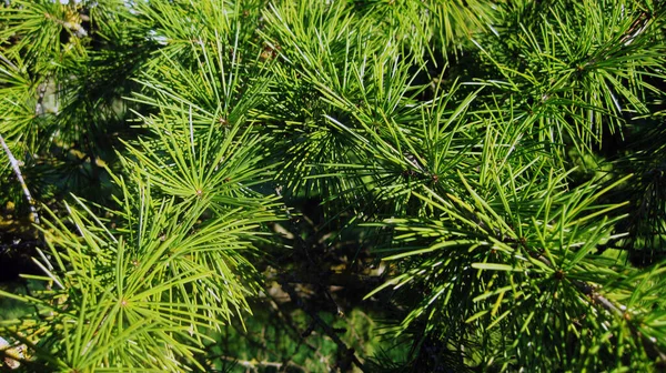 Green Pine Branches Background — Stock Photo, Image