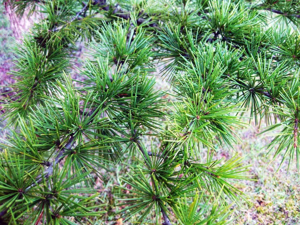 Ramas Pino Verde Como Fondo — Foto de Stock