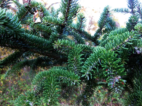 Green Pine Branches Background — Stock Photo, Image