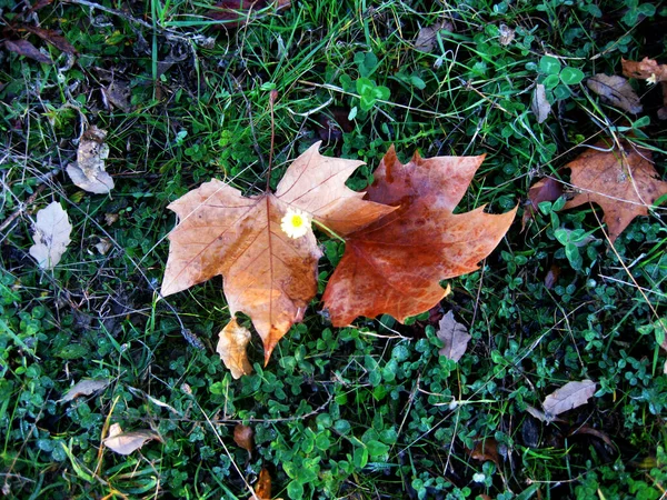 Otoño Hojas Secas Fondo — Foto de Stock