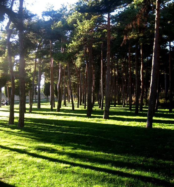 Forêts Jardins Automne — Photo