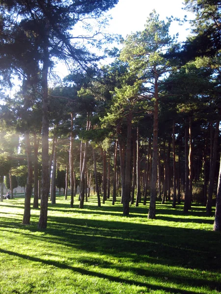 Bosques Jardines Otoño — Foto de Stock