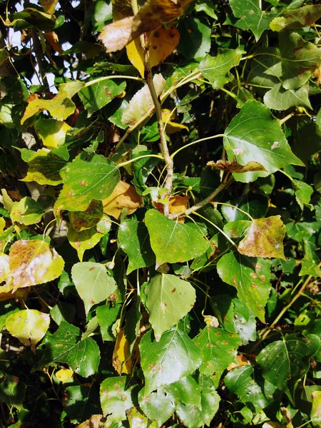 Otoño Hojas Secas Fondo — Foto de Stock