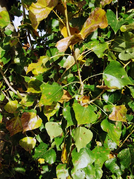 Otoño Hojas Secas Fondo — Foto de Stock