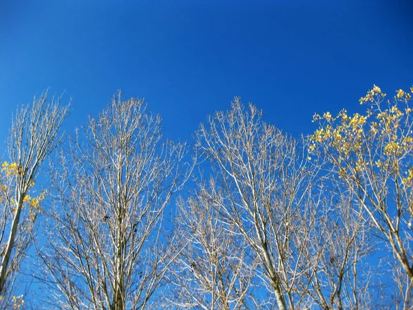 Autumn Trees Front Sky — Stock Photo, Image