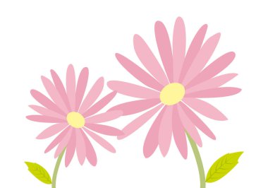 Beyaz arka planda iki pembe taç yapraklı çiçek.