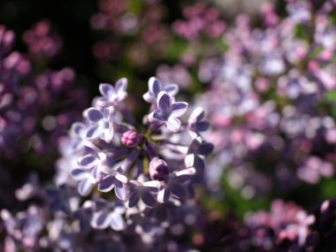 Açık gökyüzünün altında çiçek açan leylak.