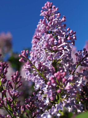 Açık gökyüzünün altında çiçek açan leylak.
