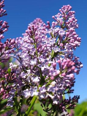 Açık gökyüzünün altında çiçek açan leylak.