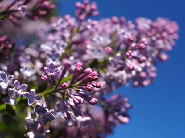 Açık gökyüzünün altında çiçek açan leylak.