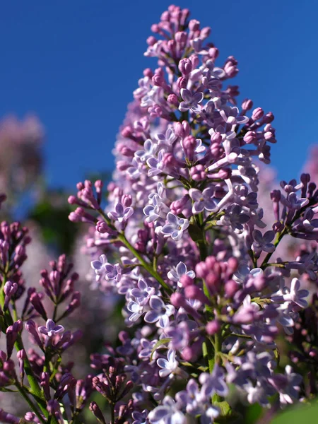 Açık gökyüzünün altında çiçek açan leylak.