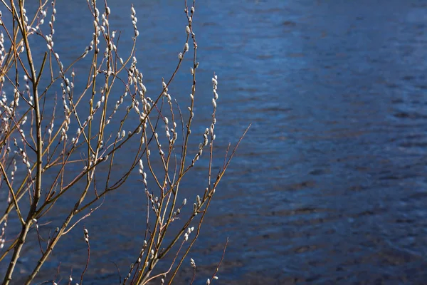 Branches of willows on the background of the river — Stock Photo, Image