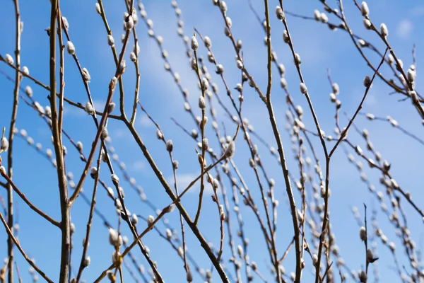 Branches of willows on the background of the river — Stock Photo, Image